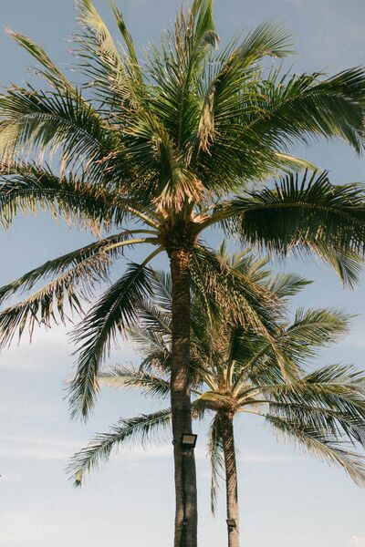 Datei:pexels-vang-l-c-260663890-32422985.jpg