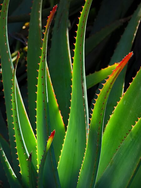 Datei:Aloe.jpg